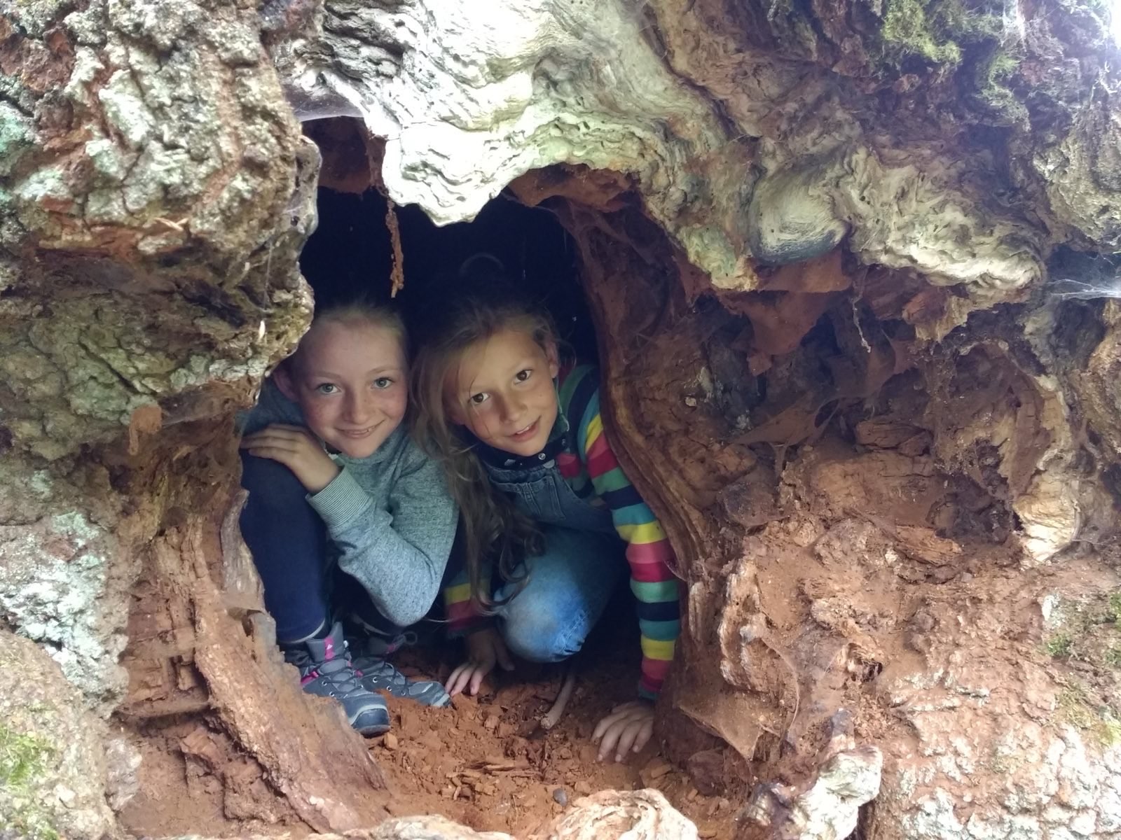 Kinder im Baum